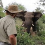 Elephany cover
