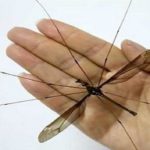 Mosquito cover