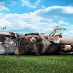 animal cover