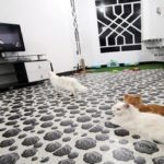 cat 2
