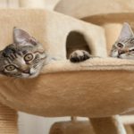 kitten in cat furmiture