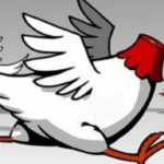 cock