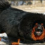 dog 2