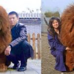 dog cover