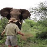 elephant 1
