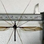mosquito 1