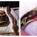 snake 1