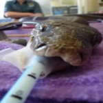snake 2