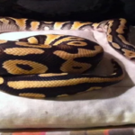 snake cover