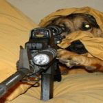 America dog