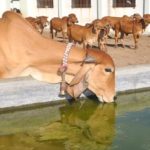 Cow 1