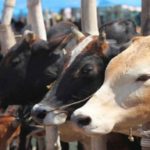 cow cover