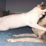 dog 1