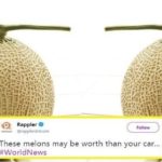 melons cover