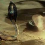 snake 1