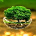 tree cover