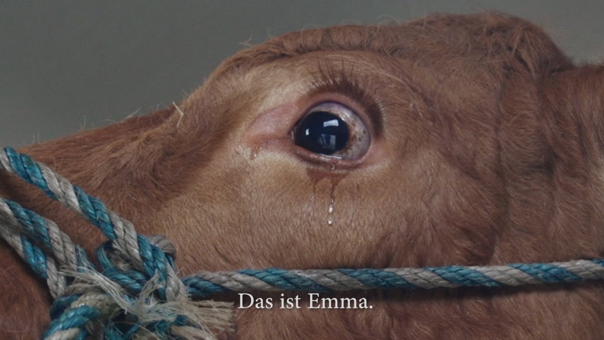रो पड़ेंगे आप गाय के ये आंसू देख कर