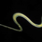 FLYING SNAKE