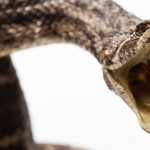 SNAKE ATTACK