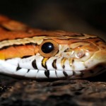 Snake Eyes