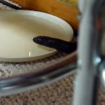 Snakes Drink Milk