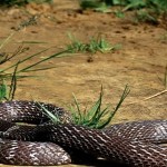 king cobra