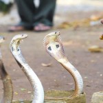 snake dance
