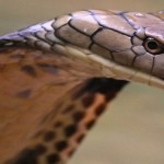 snake face