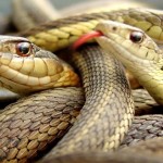 snakes
