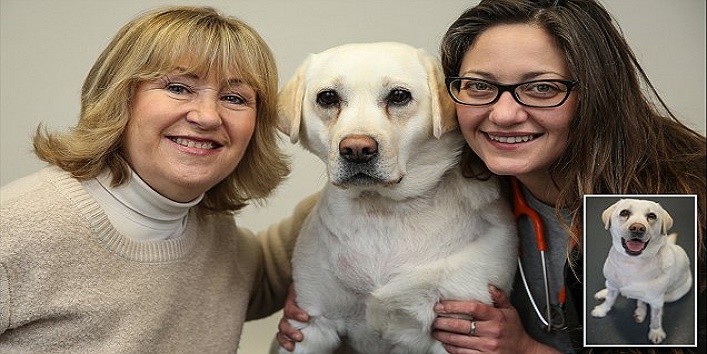 यह है ओपन हार्ट सर्जरी करवाने वाला दुनिया का पहला कुत्ता