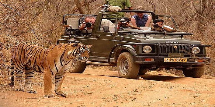 यहां इंसानों के बीच आराम से घूमते हैं बाघ