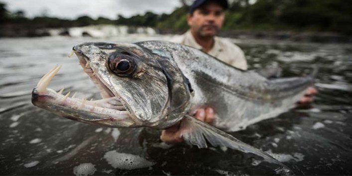 दुनिया की ये खतरनाक मछलियां हैं नदियों की दैत्य