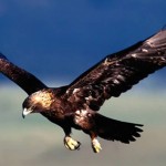 Golden-eagle-bird-3