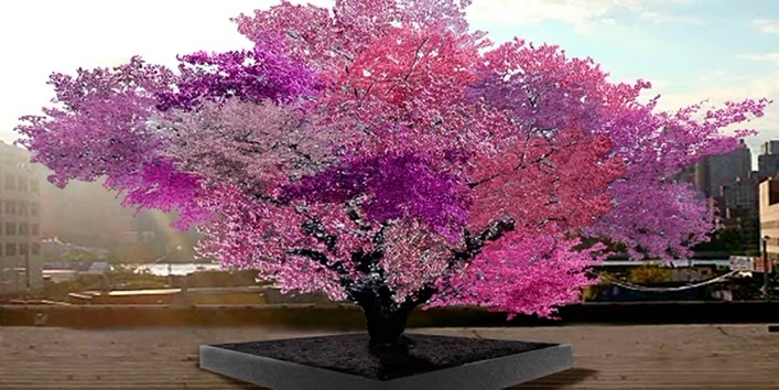 यह है 40 तरह के फल देने वाला नायाब पेड़