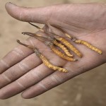 yarsagumba,Caterpillar fungus,India,Nepal,Tibet,Half insect AND half plant’,Sex Power Increasing Insect Costs,sex booster insect,sex power,