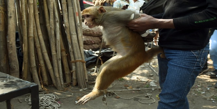 पुलिस और बंदरिया ने मिलकर पकड़ा मोबाइल चोर बंदर