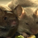 rat