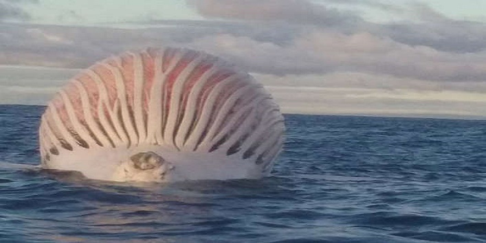 समुद्र पर तैरता पाया गया खतरनाक जीव, देखे तस्वीरें