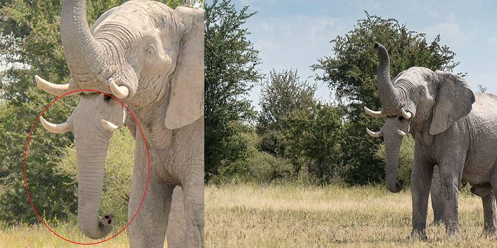 दो सूंड वाला हाथी – क्या यह नई प्रजाति है, देखें तेस्वीरें