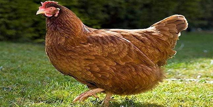 करोड़पति मुर्गी – करोड़ो की संपत्ति की वारिस यह मुर्गी घूमती है BMW में