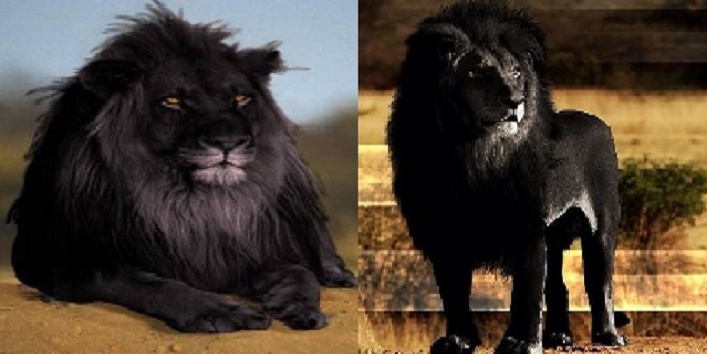 ये है दुनिया का एकमात्र “काला शेर”, जानें इसके बारे में