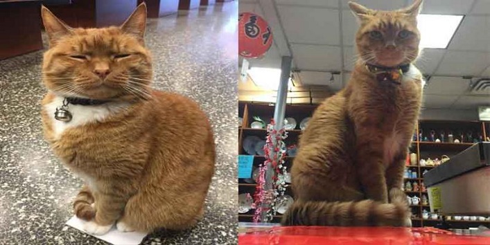 आश्चर्य – 9 साल से यह बिल्ली चलाती रही है दुकान