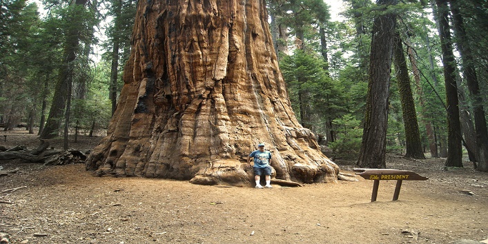 नायाब वृक्ष : 247 फीट और 3200 साल पुराना है यह पेड़
