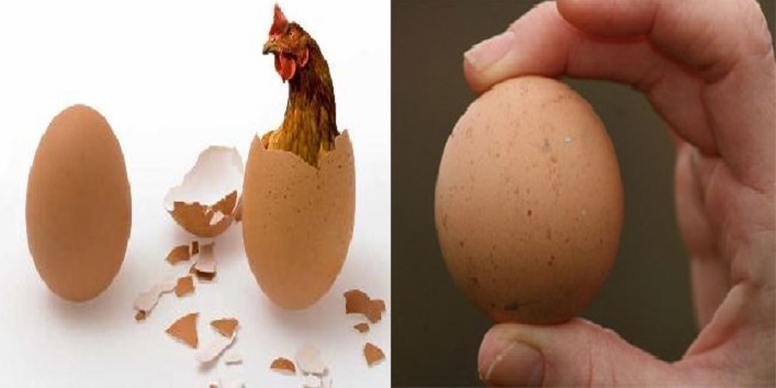 मुर्गी का अंडा – 45 हजार में बेचा गया यह अंडा, जाने इसकी खूबियां