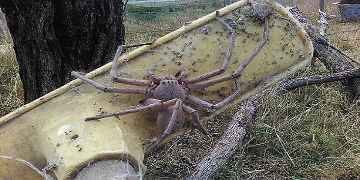 ऑस्टेलिया में दिखी सबसे बड़ी मकड़ी