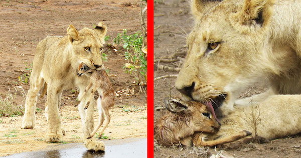 भूखे शेर ने दी हिरण के बच्चे को नई जिंदगी, वायरल हुआ वीडियो