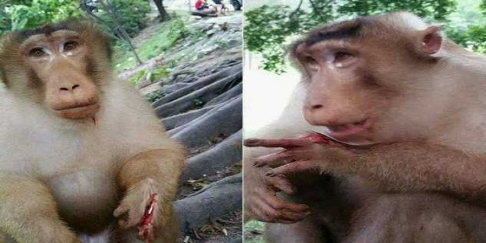 खाने का लालच देकर फेंका बंदर पर बम, घंटों दर्द से रोता रहा बंदर