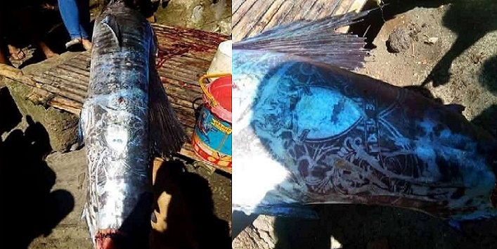 This fish have a tattoo and it shocks people cover