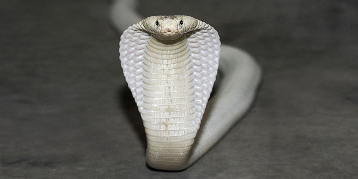 White snake found in australia cover