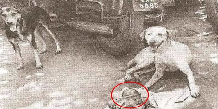 dogs save the life of a new born baby on the street cover
